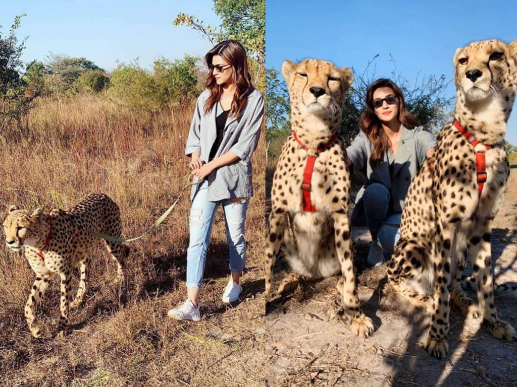 Kriti Sanon with cheetahs